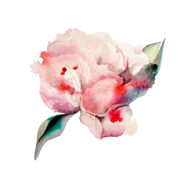 Hand Painted Watercolor Peonies Watercolor