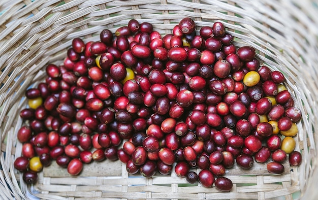 Hand picked ripe red Arabica Coffee Berries in the basket at the Akha village