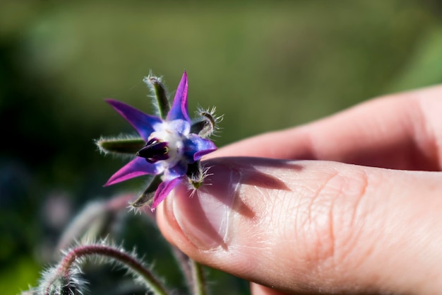 Hand picking a borage flower for cooking salad donut soup herbal infusion Borago officinalis