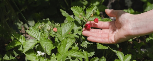 Hand picking wild strawberry in the forest