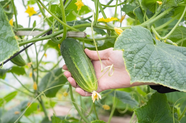 A hand picks a fresh cucumber from a branch in a greenhouse. The concept of vegetable growing, organic vegetables, vegetarianism.