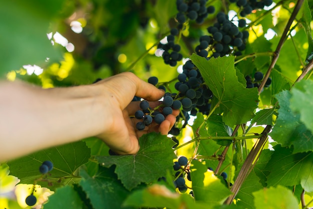 Hand picks grapes harvest for wine on summer day in garden farm