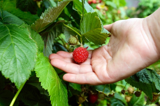 Hand picks raspberries on a branch.