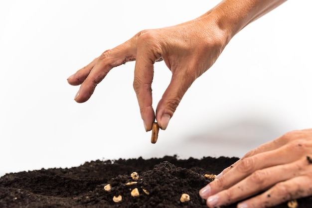 Hand planting fava bean seed gardening concept earth day