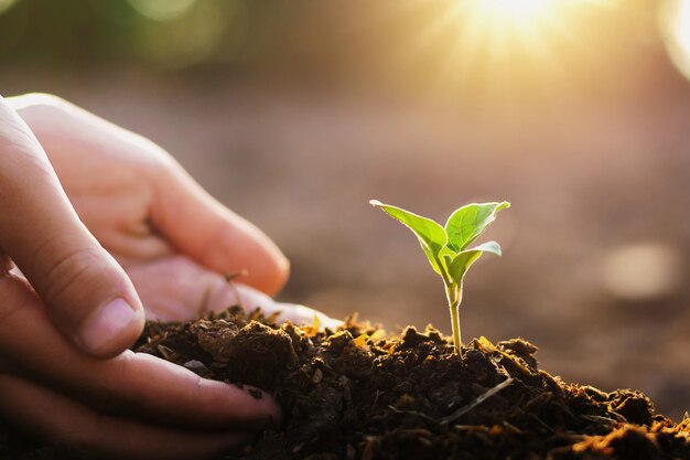 Hand planting small tree and sunrise in garden. concept green world