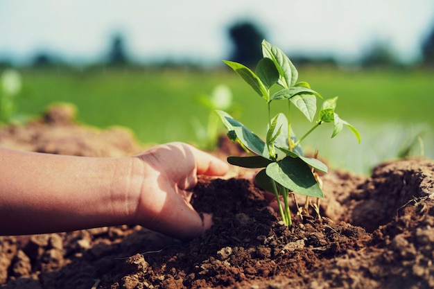 Hand planting soybean in garden