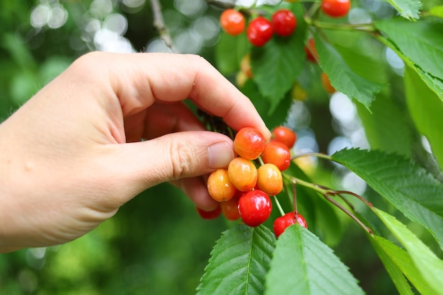 Hand plucks wild cherries closeup