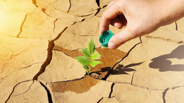 Hand pours plant from plastic bottle cap with water growing in cracked arid land