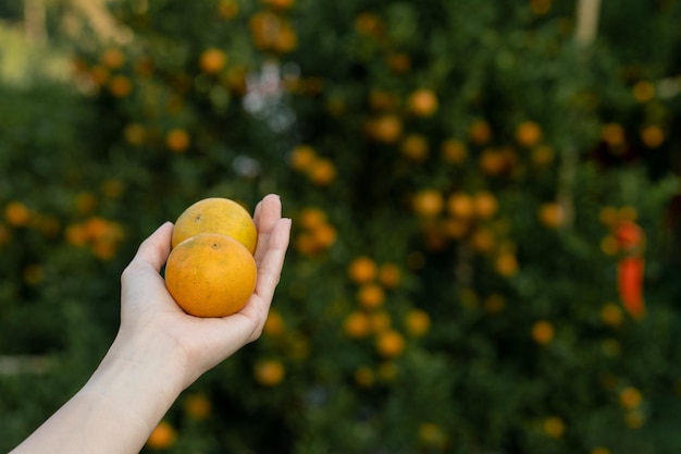 Hand reaching Tangerine from the tree to harvest