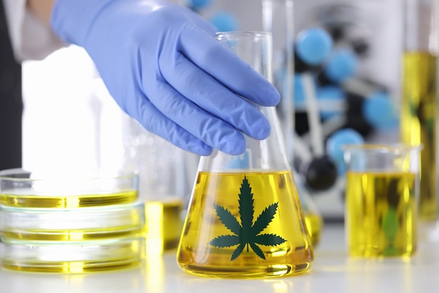 Hand in rubber glove holds flask with marijuana extract at pharmaceutical laboratory closeup