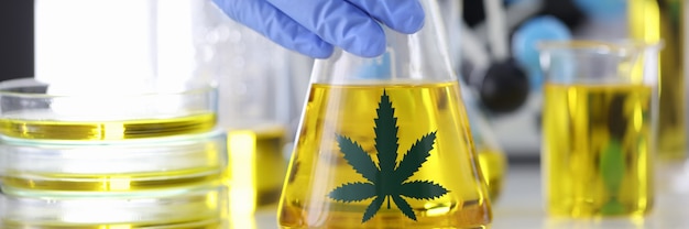 Hand in rubber glove holds flask with marijuana extract at pharmaceutical laboratory closeup