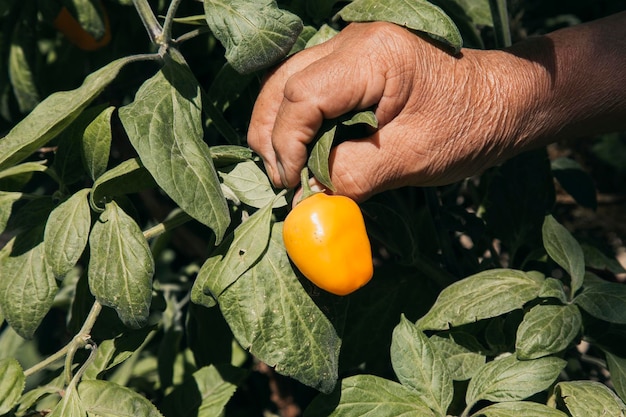 Hand of a of a senior man taking an The apple tree chili Rocoto in home cultivation