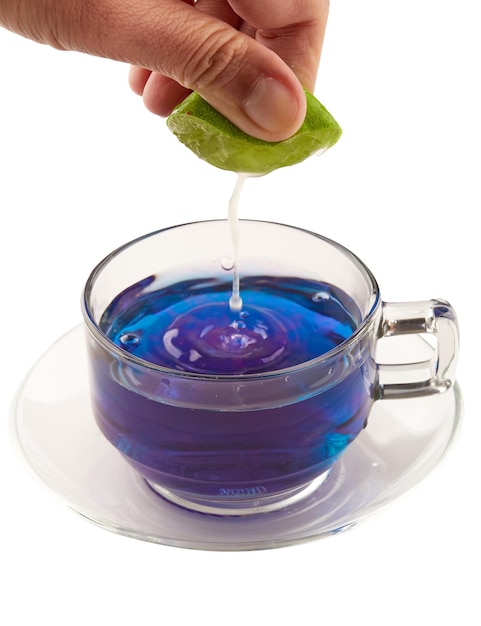 Hand squeezing lemon juice to Butterfly pea tea will turn the water purple Butterfly pea tea isolated on white background herbal tea