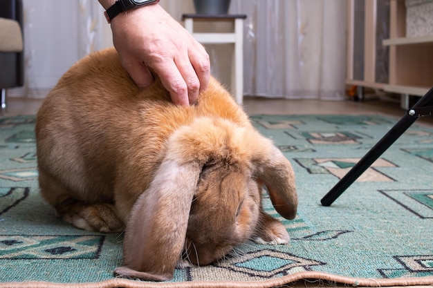 Hand strokes a large red rabbit closeup