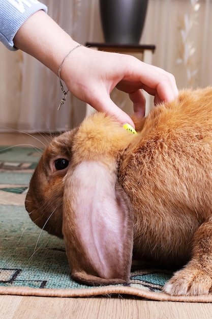 Hand strokes a large red rabbit closeup