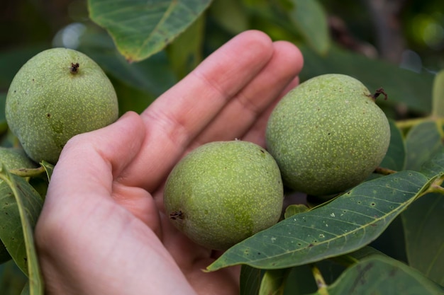 Hand surrounding green unripe walnut fruits hanging on a branch with leaves in the garden