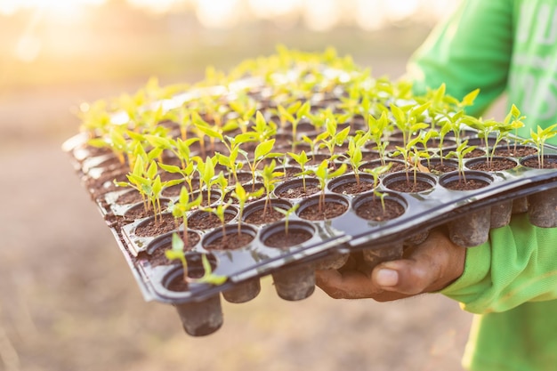 Hand of Thai agriculturist holding tray of young green plant in the field at northern of Thailand