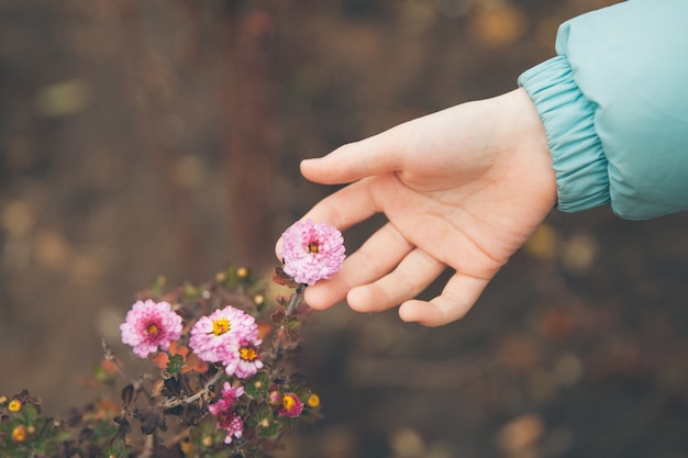 hand touches autumn flowers. 