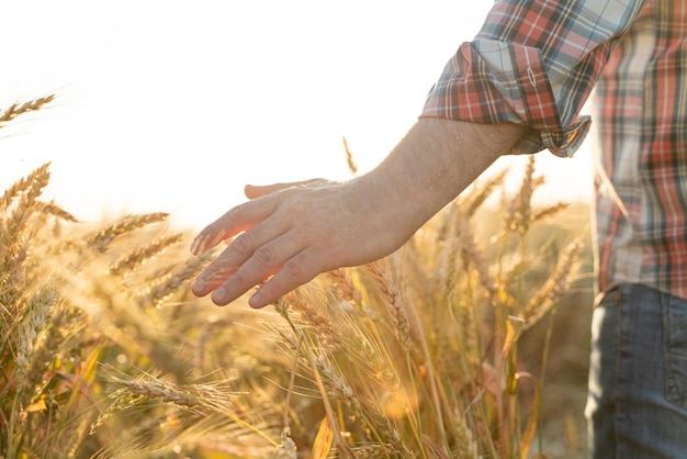 The hand touches the ears of wheat farmer in a wheat field rich harvest concept