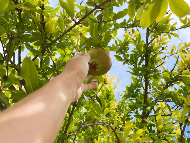 Photo hand touching pomegranat on the tree