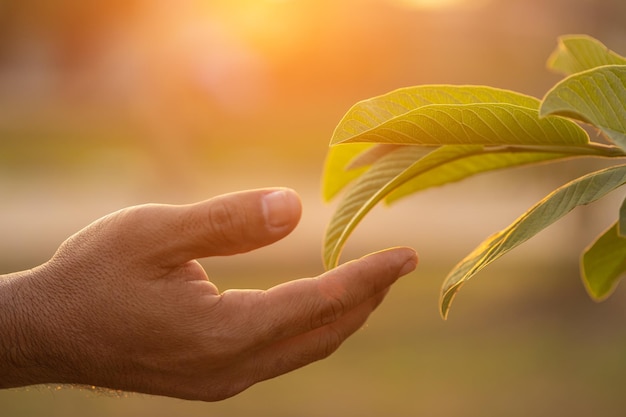 Hand touching tree leaf with sunlight effect in sunset time Environment concept