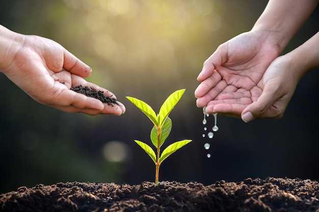 Hand Watering plants. Female hand holding tree on nature field grass Forest conservation concept