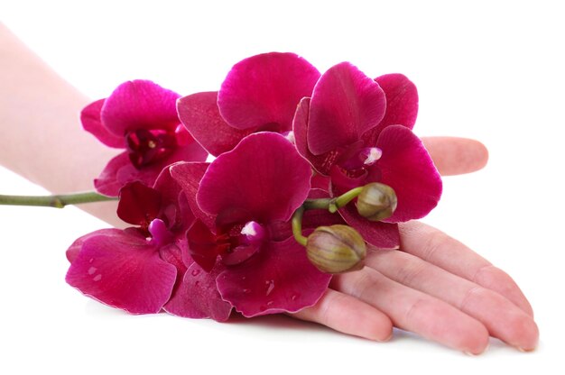 Hand with beautiful blooming orchid isolated on white