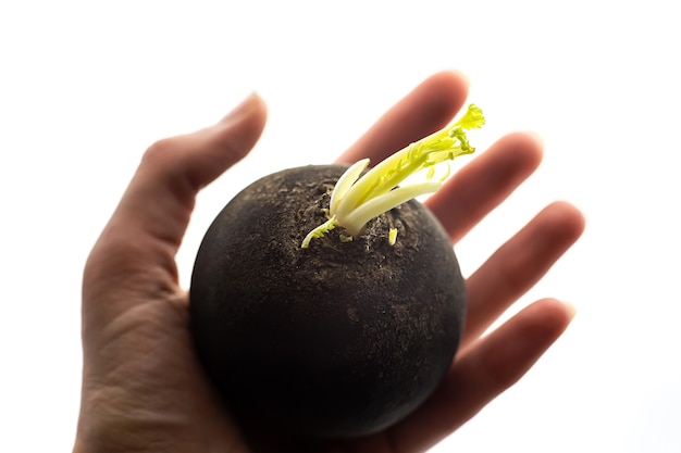 Hand with black radish macro