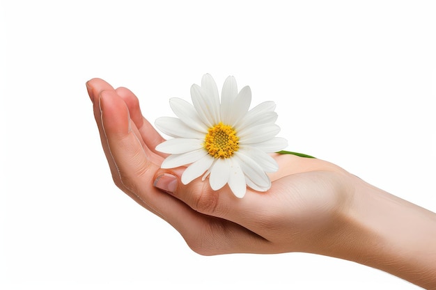 Hand With Flower Isolated In Transparent Background