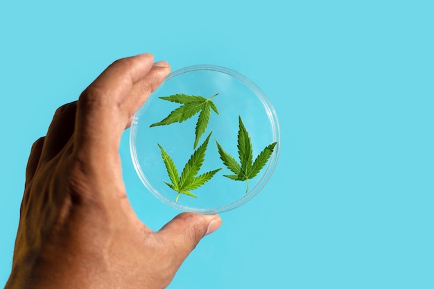 Hand with fresh cannabis leaves