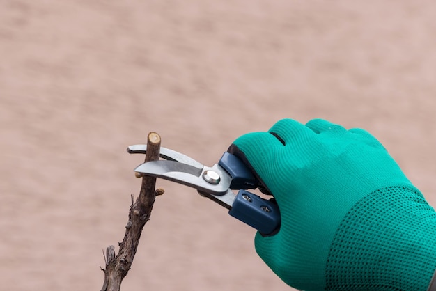 Hand with gardener scissors is pruning grape branch Agriculture concept