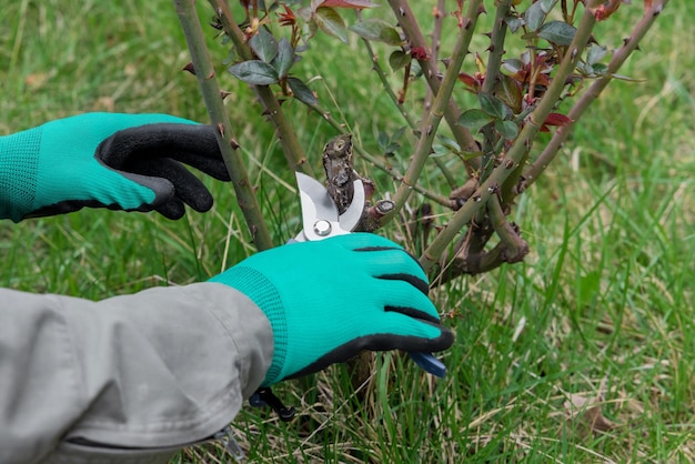 Hand with gardener scissors is pruning rose branch Agriculture concept