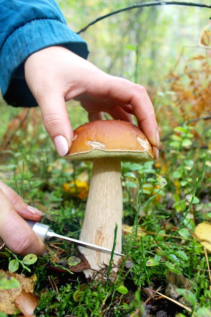 Hand with knife cutting off beautiful cep in the forest