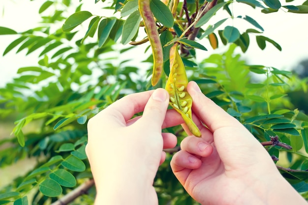 Hand with pea