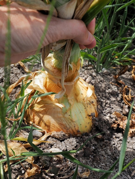 The hand of a woman pulling a Big onion from the soil