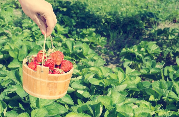 The hand of a young woman are holding the pan with fresh strawberries under strawreries plants