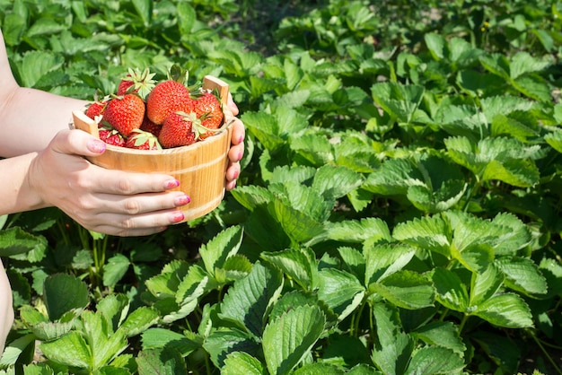 The hand of a young woman are holding the pan with fresh strawberries under strawreries plants