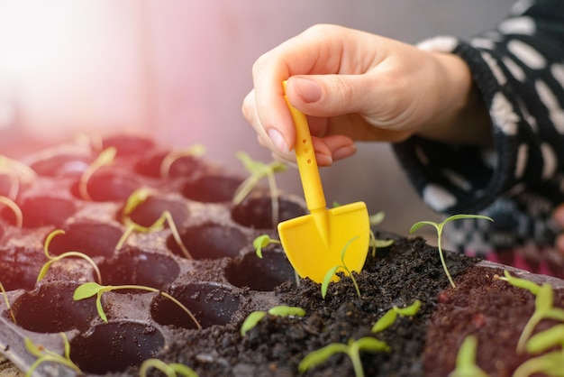 The hand of a young woman are planting the seedlings into containers with the soil