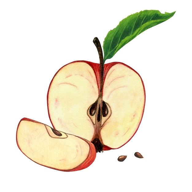 A handdrawn cut apple with a green leaf and a slice with seeds Watercolor illustration isolate