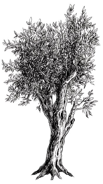 Photo handdrawn illustration of an olive tree with intricate details showcasing the gnarled branches and the lush foliage