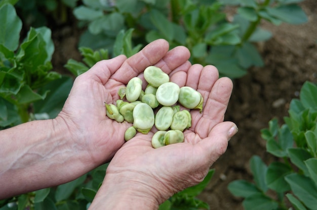 Handful of beans on the hands and the garden in the background