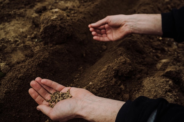 A handful of beet seeds for sowing in men's hands 2