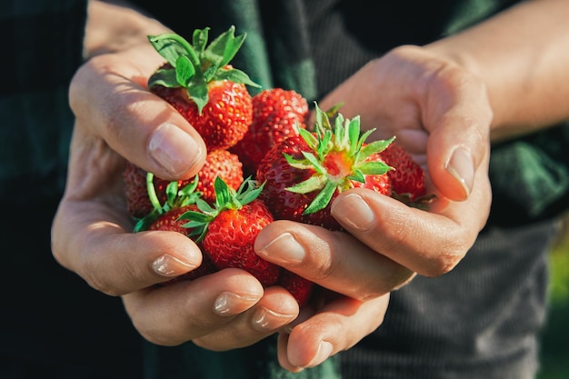 A handful of berries in the hands