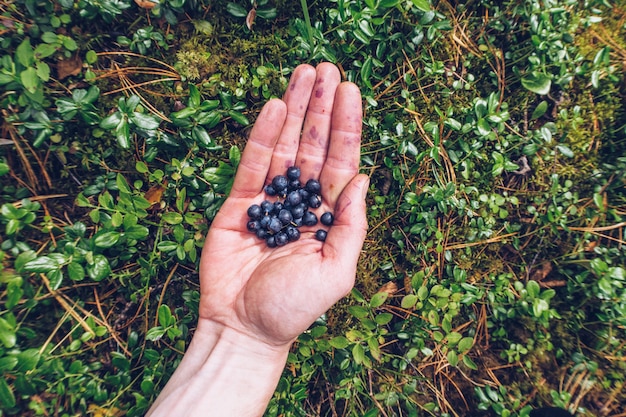 A handful of blueberries. Tourist hand holding bunch of berries photo. Closeup hand and fresh berries