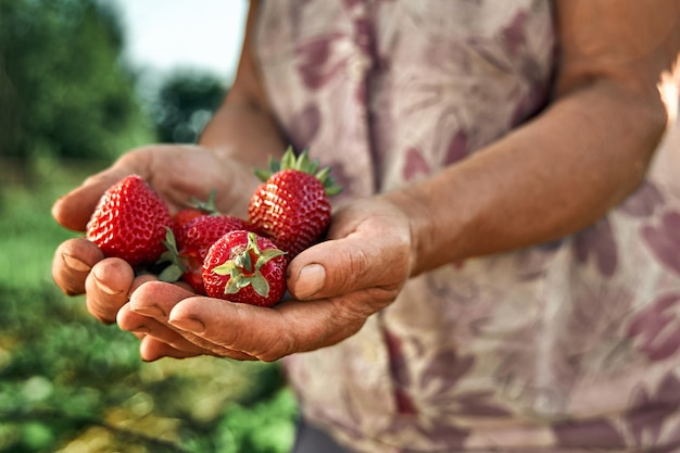 A handful fresh strawberries in woman hands