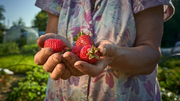 A handful fresh strawberries in woman hands