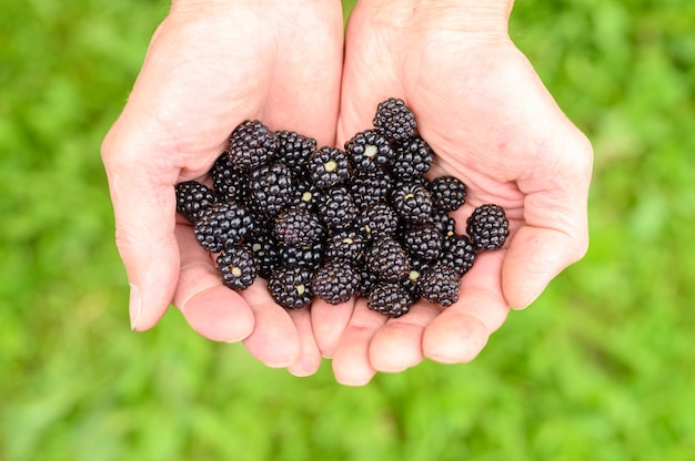 A handful of juicy ripe blackberries in hands