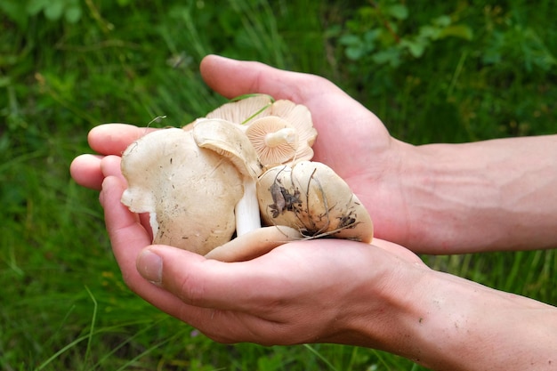 Handful of mushrooms on green grass background