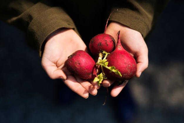 Handful of organic fresh agricultural radish