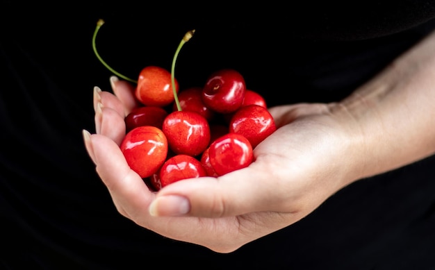 A handful of ripe cherries in hand freshly picked from an organic garden One hand holds a bunch